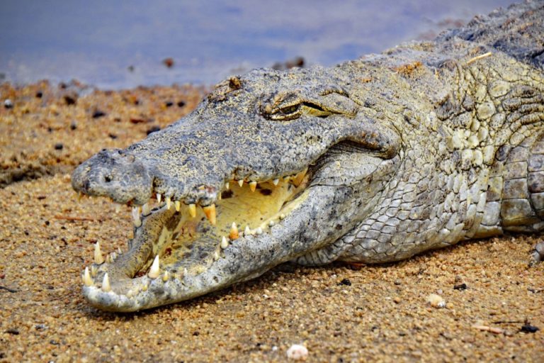The Crocodile that has served Fadama for over 40 Years The Crocodile that has served Fadama for over 40 Years