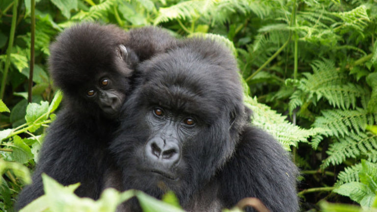 Explore Rwanda through Dian Fossey ’s Gaze