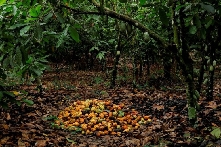 Cocoa prices hit highest in 12 years in New York