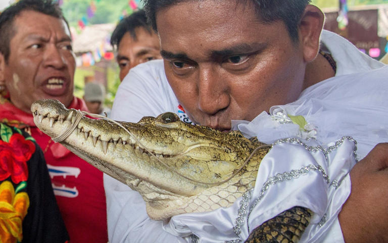 Mexican Mayor Marries A Crocodile To Bring Fortune To His People