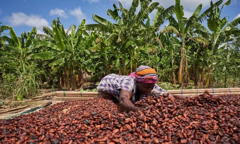 Cocoa farmers demand 73% increase in farm-gate prices