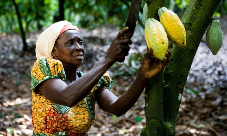 Ghana increases producer price of cocoa by 63%