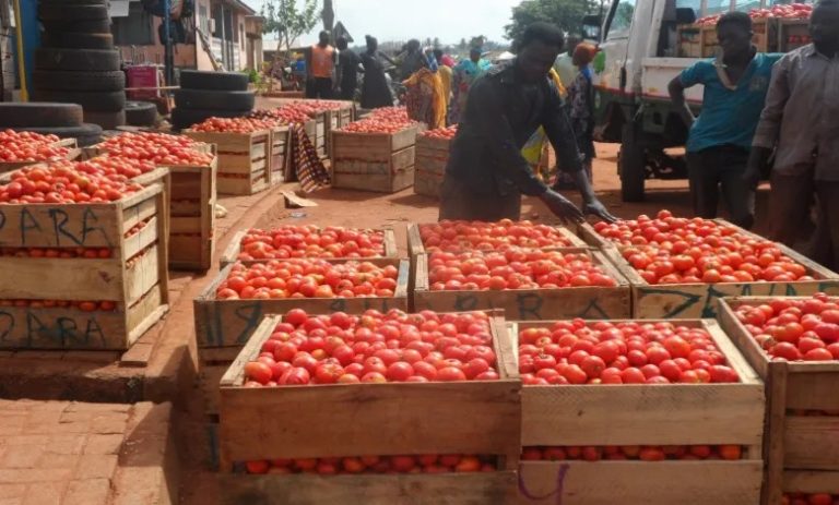 Ghana introduces five new tomato varieties