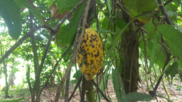 Ghana loses over 500,000 hectares of cocoa farms to swollen shoot virus disease