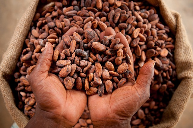 Côte d’Ivoire to raise cocoa farmgate price by 50%