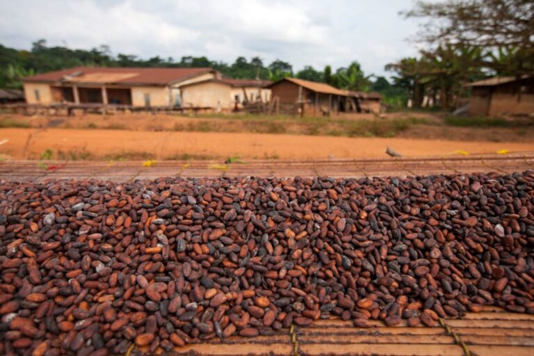 Ghana Immigration seizes smuggled cocoa beans hidden in 1,115 gallons Ghana Immigration seizes smuggled cocoa beans hidden in 1,115 gallons